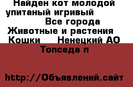 Найден кот,молодой упитаный игривый 12.03.2017 - Все города Животные и растения » Кошки   . Ненецкий АО,Топседа п.